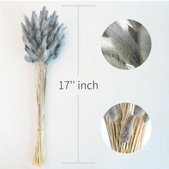 Natural Dried Bunny Tail Grass