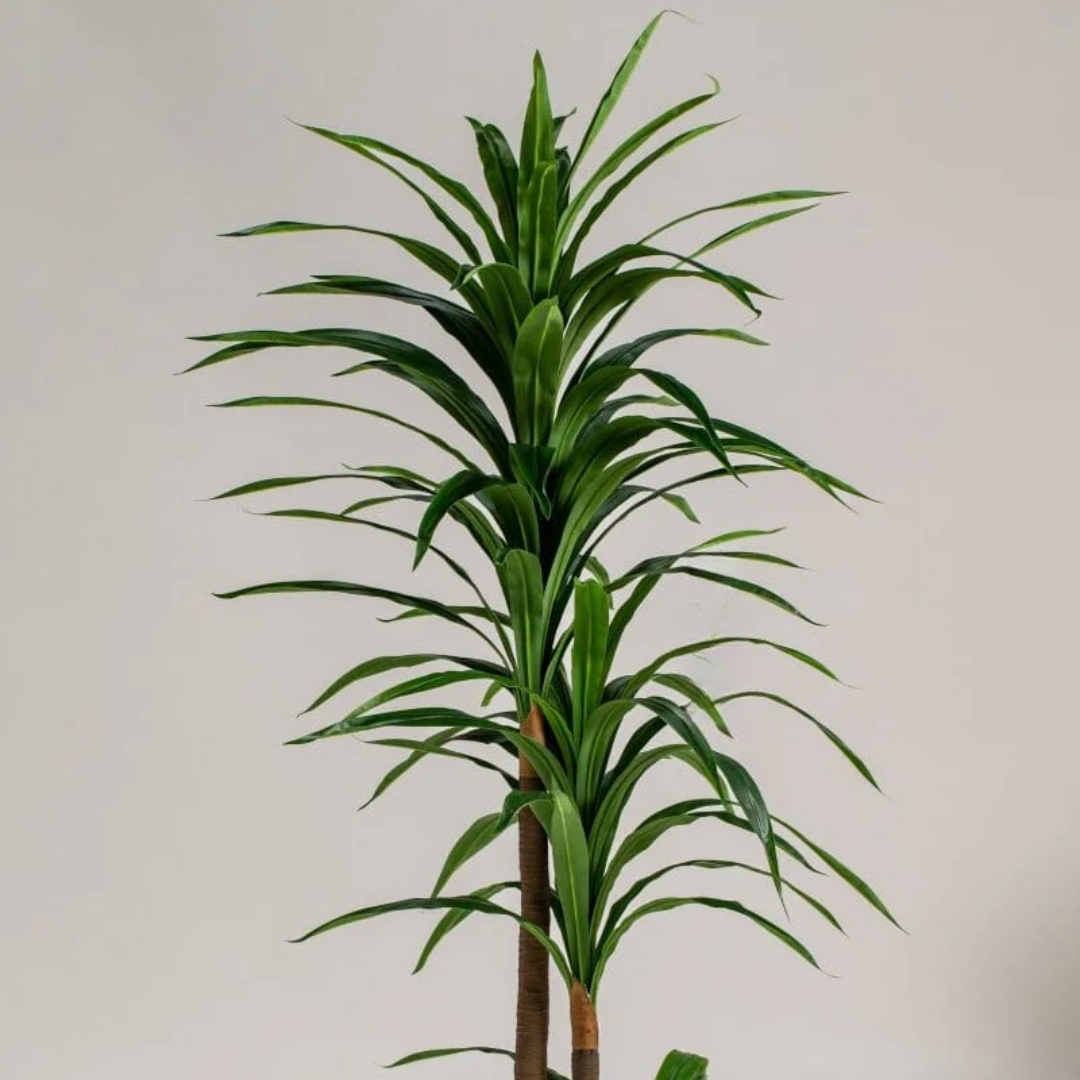 Artificial Dracaena Reflexa Plant