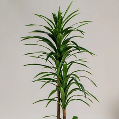 Artificial Dracaena Reflexa Plant