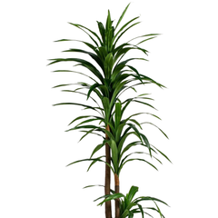 Artificial Dracaena Reflexa Plant