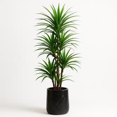 Artificial Dracaena Reflexa Plant