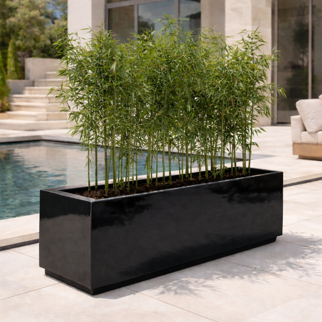 Sleek Greenery for Modern Spaces