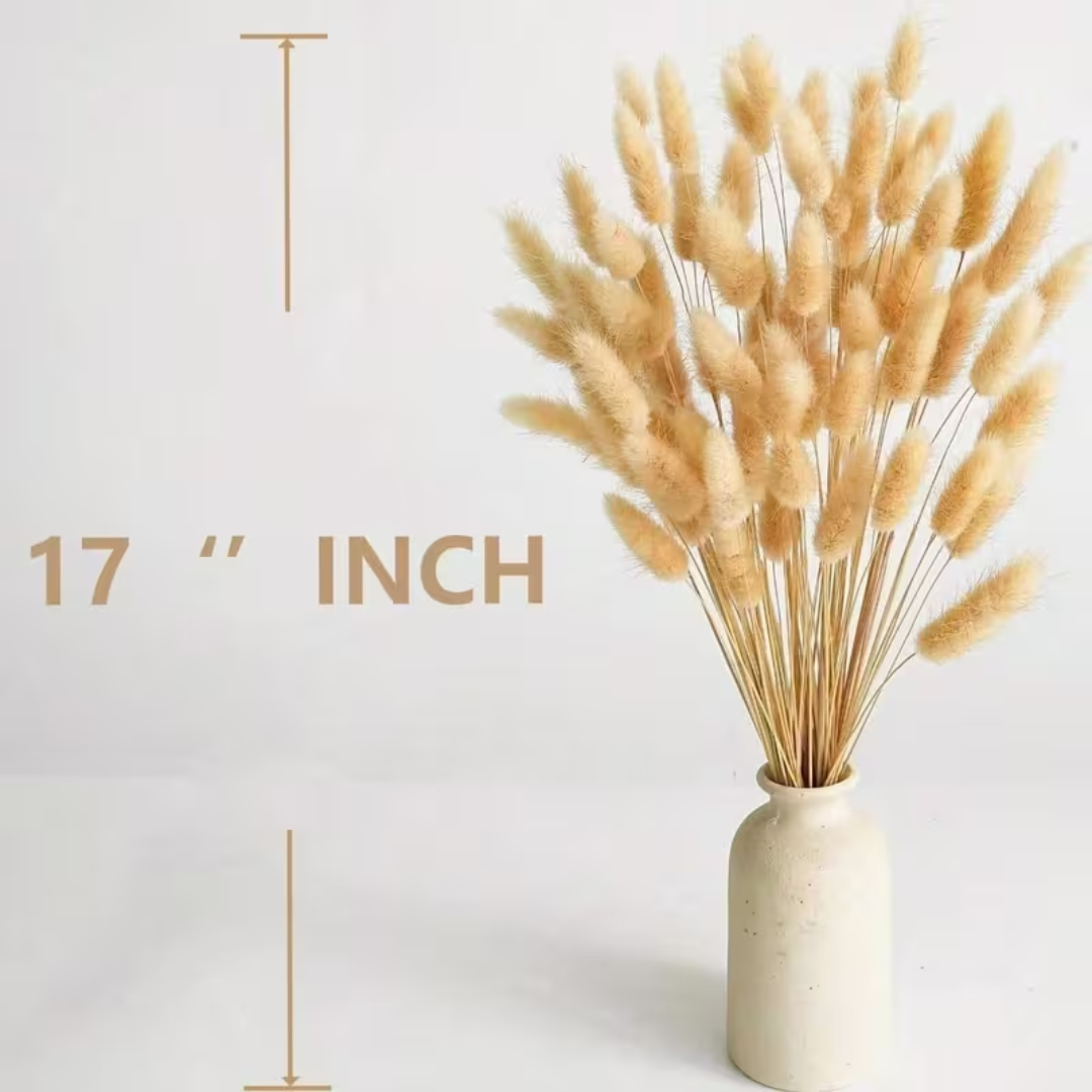 Natural Dried Bunny Tail Grass