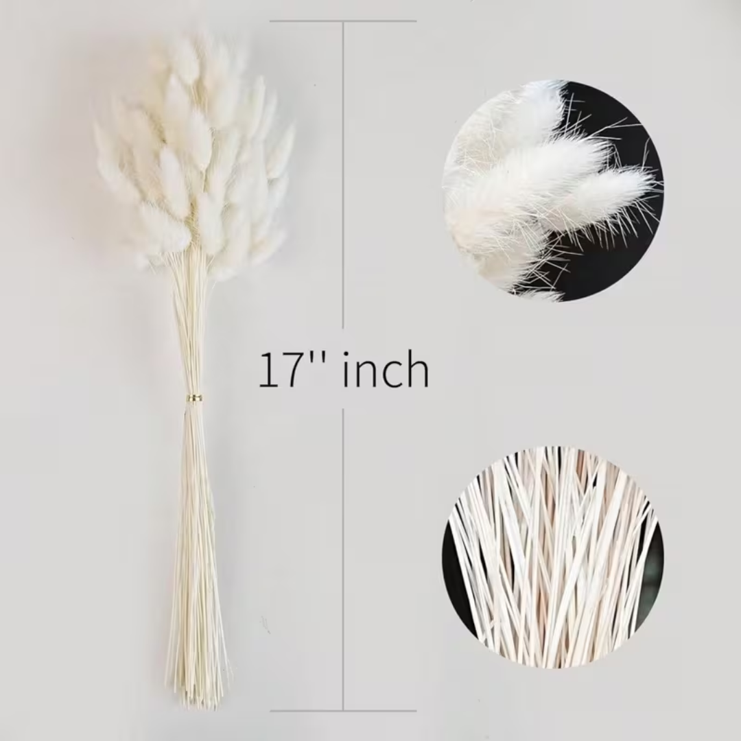 Natural Dried Bunny Tail Grass