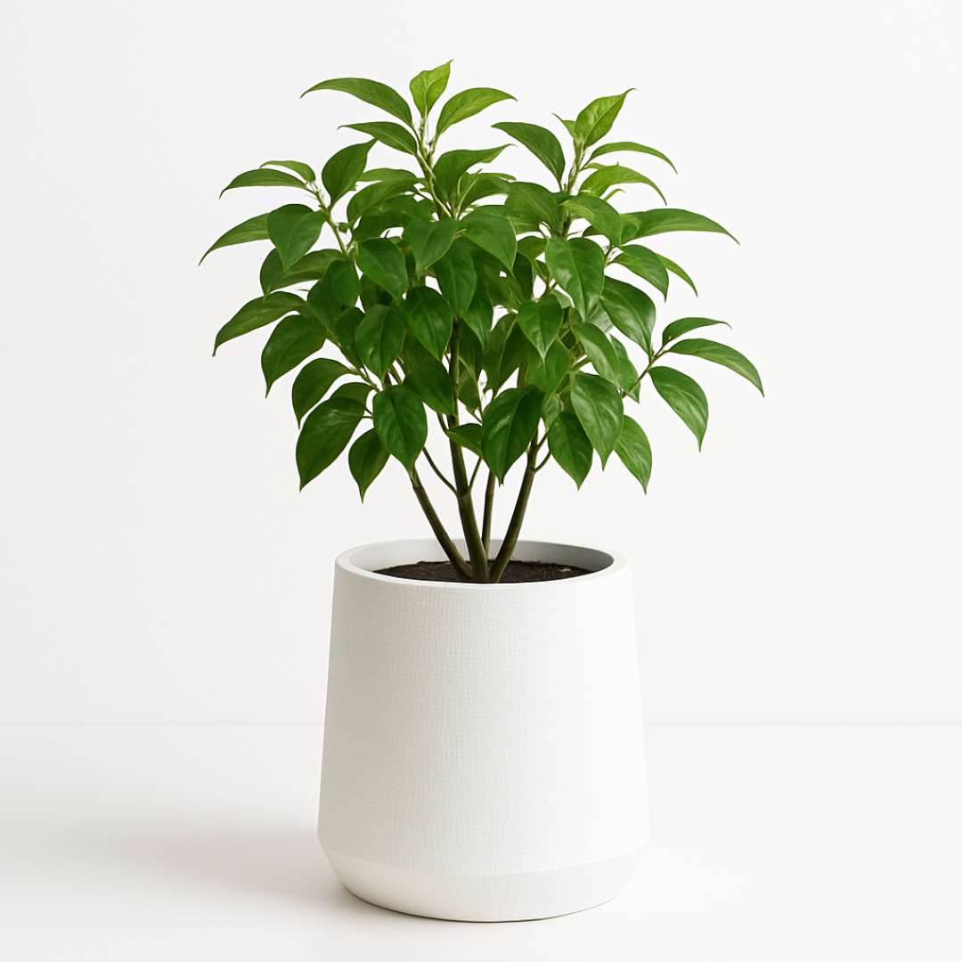 White Textured Planter Pot