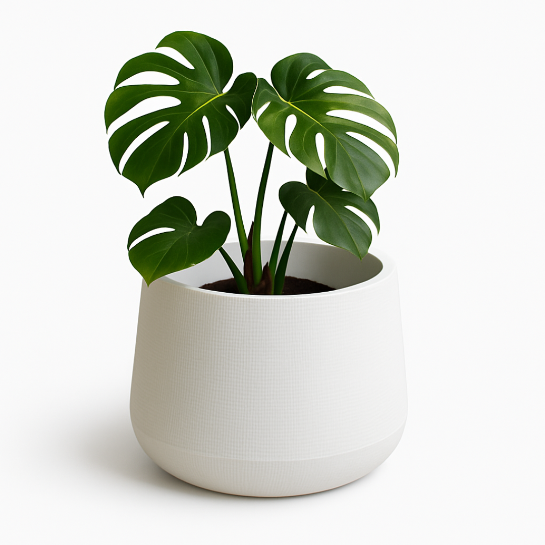 White Textured Planter Pot