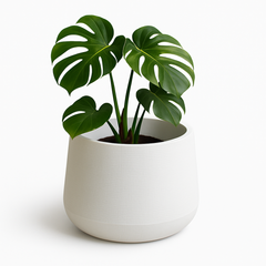 White Textured Planter Pot