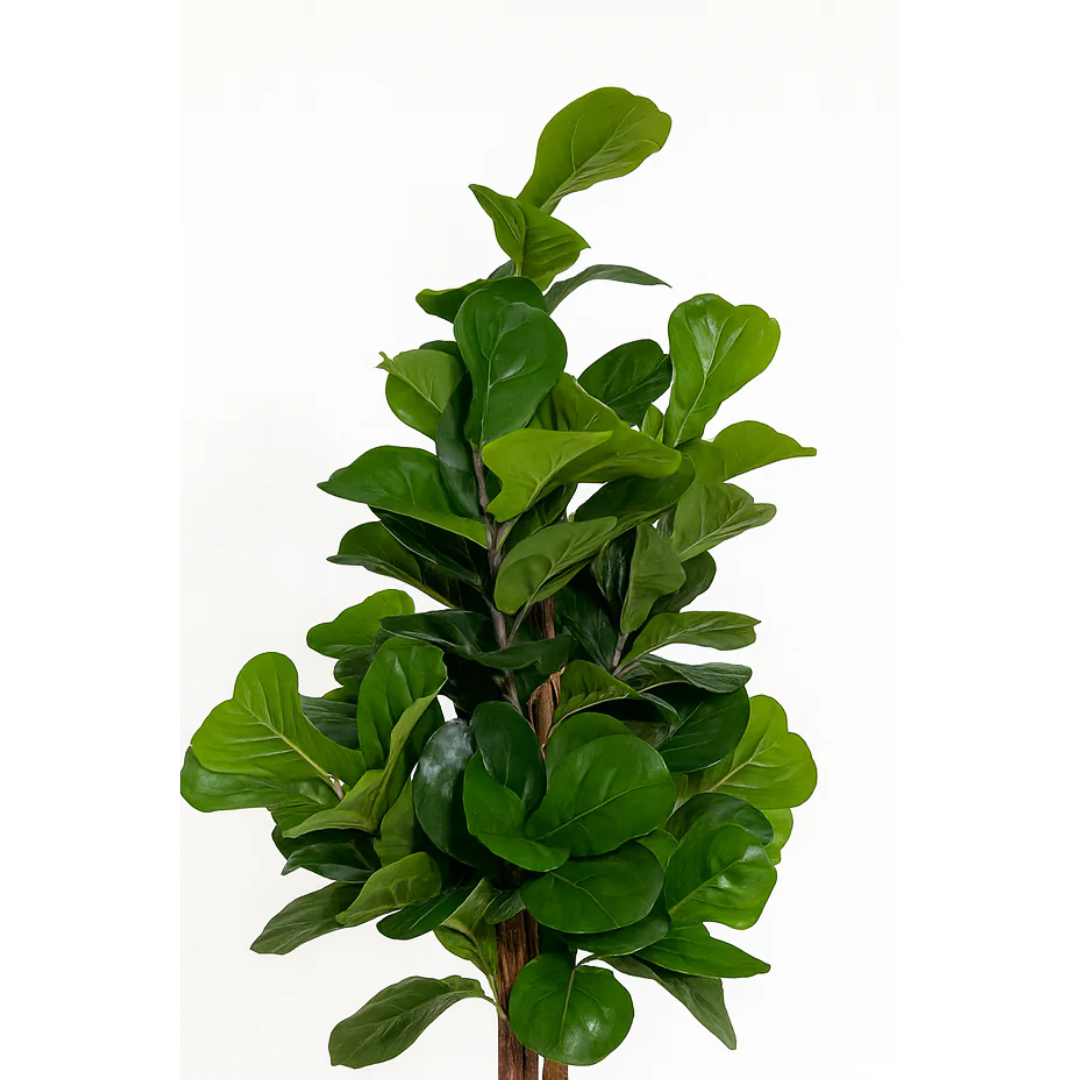 Artificial Fiddle Leaf Fig