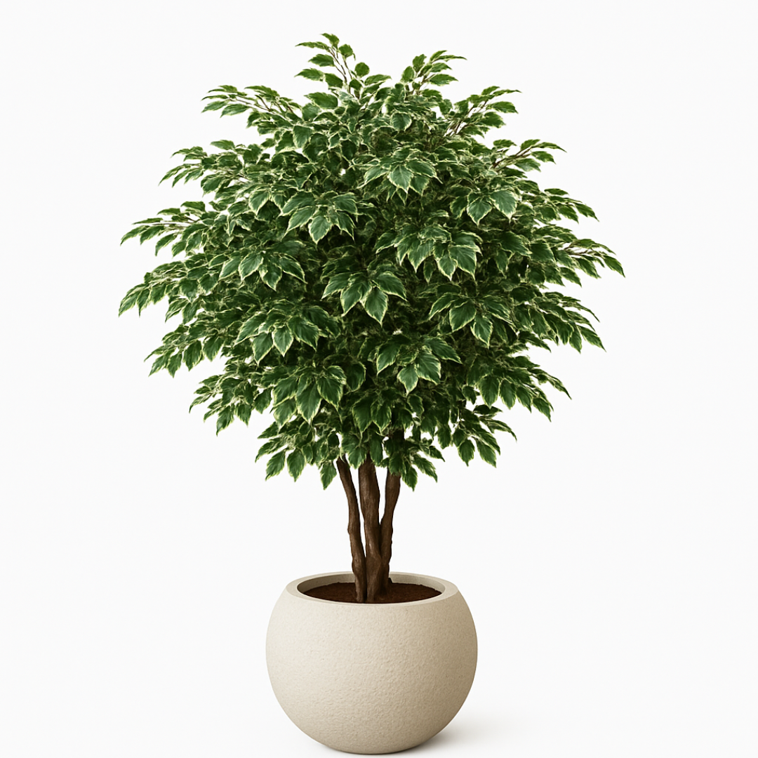 Artificial Ficus Tree
